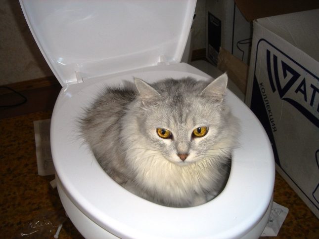 кот в унитазе